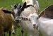 Wallmonkeys Peel and Stick Wall Decals - Herd of Goats on Mountan Meadow - Removable Graphic