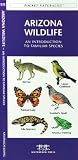 Arizona Wildlife: An Introduction to Familiar Species