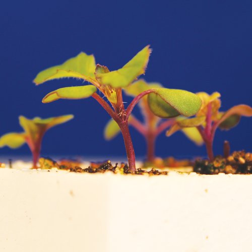 Wisconsin Fast Plants Hairy Purple Stem Seed, Pack of 50