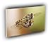 dragonfly mating midair A2 Large Canvas