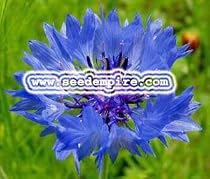 BACHELOR BUTTON BLUE Tall Centaurea Cyanus --- 5,000 Flower Seeds