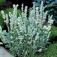 'Ellagance Snow/Ice' Lavender - 4 Plants - Lavandula