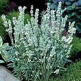 Ellagance Ice Lavender Herb 4 Plants Lavandula 41dGLUd5dcL. SL160 Ellagance Ice Lavender Herb 4 Plants Lavandula