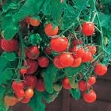 41dH0gxF1zL. SL160  Thompson & Morgan Tumbling Tom Red Tomato SEEDS