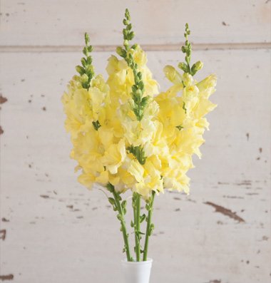 Flower Snapdragon Chantilly Cream Yellow D1981SNAP (Yellow) 50 Hybrid Seeds by David's Garden Seeds Flower Snapdragon Chantilly Cream Yellow D1981SNAP (Yellow) 50 Hybrid Seeds by David's Garden Seeds