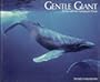 Gentle Giant Humpback Whale