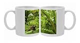 Photo Mugs of Big-eyed Tree Frog - female sitting on a wild banana leaf in the forest from Ardea Wildlife Pets