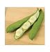 David's Non-Hybrid Fava Bush Bean Windsor (Vicia faba) 40 Seeds per Packet