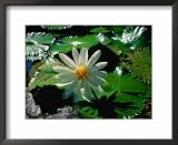 Detail of Water Lily, Indonesia Photography Framed Art Poster Print by Nicholas Reuss, 22x18