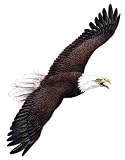 Walls of the Wild Eagle