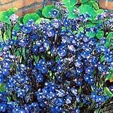 Anchusa Azurea