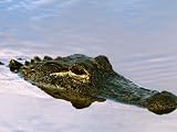 Alligator Lying in Wait for Prey, Ding Darling NWR, Sanibel Island, Florida, USA Photographic Poster Print