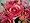 Artificial Silk Flower Rose w/ Buds Freesia Diamante Posy/Bouquet from GT Decorations