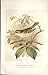YELLOW BROWED WARBLER BY KEULEMANS 1855-97 BIRDS