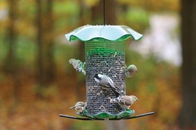 3 Quart Forever Feeder - Green