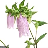 (山野草)ホタルブクロ(蛍袋)花色おまかせ 3号(1ポット) 本州・四国限定[生体]