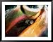 Queen Conch (Strombus Gigas) off Stocking Island, George Town, Bahamas Styles Framed ...