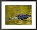 American Alligator at an Alligator Farm, St. Augustine, Florida, USA Framed Art Poster Print by Arthur Morris, 22x18