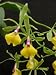 Epicattleya Rene Marques 'Flame Thrower' HCC/AOS (orchid plant)