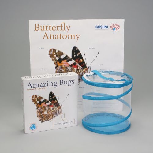 Painted Lady Butterfly Amazing Bugs Kit