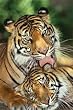 TIGER - MOTHER'S LOVE - 24x36 Poster