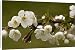 Canvas Prints of Wild cherry in flower, after rain from Ardea Wildlife Pets