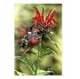 Beebalm Framed Print from Danny O'Driscoll