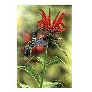 Beebalm 11x14 Print by 