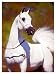 A Vision in White Giclee Poster Print by Suzanne Sturgill, 44x60