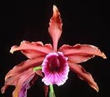 Laelia tenebrosa Taylor Bronze AM/AOS x L tenebrosa (aurea x 'Rainforest' FCC/AOS)