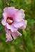 Rose of Sharon 1 - 18"H x 12"W - Peel and Stick Wall Decal by Wallmonkeys