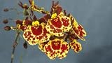 Tol Robsan 'Orchid World' AM/AOS x Rrm Rose Ganucheau 'Hackneau' HCC/AOS