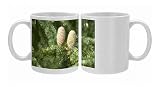 LA-965 CEDAR - cones on Cedar tree Photo Mugs