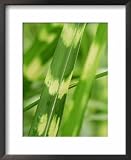 Miscanthus Sinensis Zebrinus , Perennial Grass Botanical Framed Art Poster Print by Mark Bolton, 18x22 41dNbEl2gGL. SL160 Miscanthus Sinensis Zebrinus , Perennial Grass Botanical Framed Art Poster Print by Mark Bolton, 18x22
