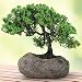 Green Mound Juniper In Rock Bonsai Tree Mother's Day Gift
