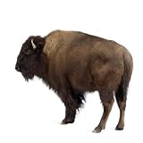 Bison - 48