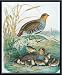 Art Poster Metal Framed Print - Family of Quail - Artist: unknown- Poster Size: 24 X 19