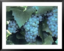 Chardonnay Grapes Hanging On Vine Framed Art Poster Print, 39x31