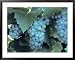 Chardonnay Grapes Hanging On Vine Framed Art Poster Print, 39x31