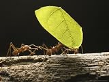 Leaf-Cutter Ants, Carrying Leaves, Costa Rica Photographic Poster Print by David M. Dennis, 56x42