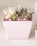 solxsol �����A�� Pink box M 10912