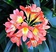 4 Peach Clivia miniata Seeds - Rare - Easy to grow!