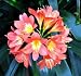 4 Peach Clivia miniata Seeds - Rare - Easy to grow!