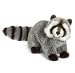 Raccoon