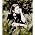 Miniaturansicht von Janine Jansen