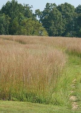 Schizachyrium Scoparium Little Bluestem Grass, 400 Seeds