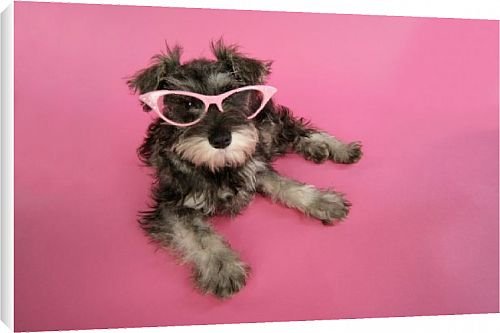 Canvas Print of DOG. Schnauzer puppy wearing pink glasses from Ardea Wildlife Pets