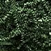 Crinkle Cut Paper - Shredded Paper - Gift Basket Supplies - Basket Fillings- Color: Forest Green - 1lb (16 oz)