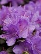 Ramapo Rhododendron Super One Gallon by Monrovia Growers