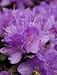 Ramapo Rhododendron Super One Gallon by Monrovia Growers